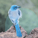 Pattern Energy contribuye significativamente a la protección de las especies de aves en peligro de Nuevo México